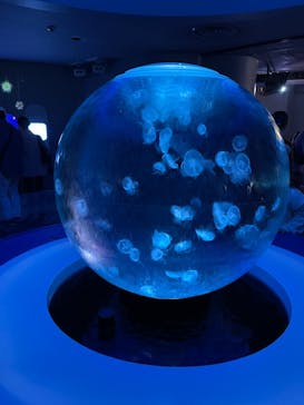 新江ノ島水族館に投稿された画像（2021/11/23）