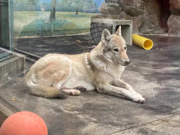 天王寺動物園に投稿された画像（2021/11/23）