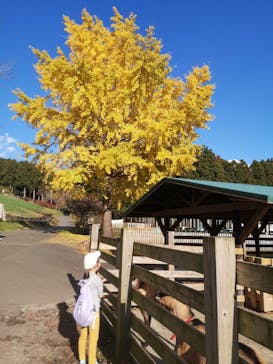 まかいの牧場に投稿された画像（2021/11/23）