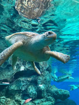 名古屋港水族館に投稿された画像（2021/11/23）