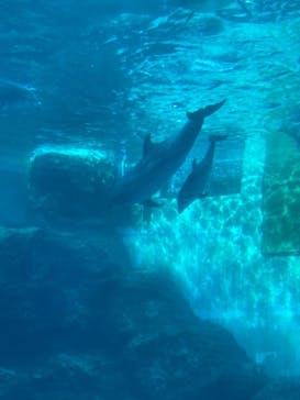 名古屋港水族館に投稿された画像（2021/11/23）