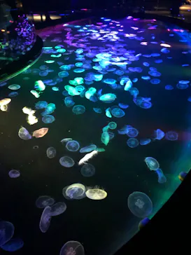 すみだ水族館に投稿された画像（2021/11/23）