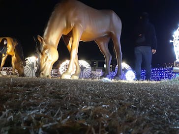 東京メガイルミに投稿された画像（2021/11/23）