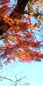 伊豆パノラマパークに投稿された画像（2021/11/23）