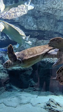 名古屋港水族館に投稿された画像（2021/11/23）