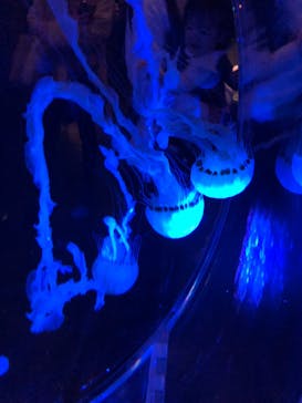 マクセル アクアパーク品川に投稿された画像（2021/11/23）