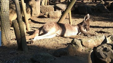 伊豆シャボテン動物公園に投稿された画像（2021/11/23）