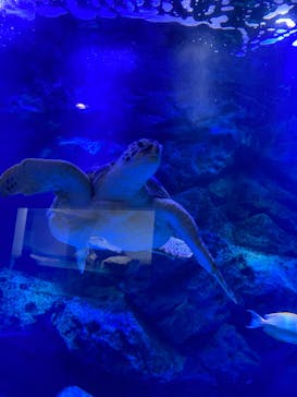 マクセル アクアパーク品川に投稿された画像（2021/11/23）