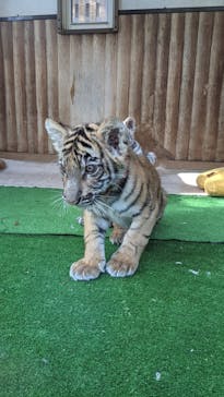 しろとり動物園に投稿された画像（2021/11/23）