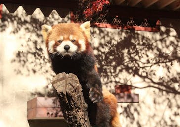 群馬サファリパークに投稿された画像（2021/11/23）