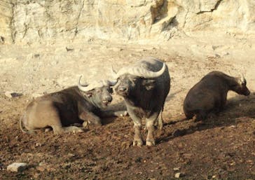 群馬サファリパークに投稿された画像（2021/11/23）