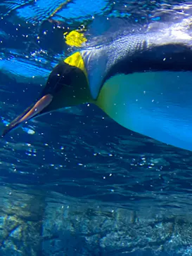 横浜・八景島シーパラダイスに投稿された画像（2021/11/23）