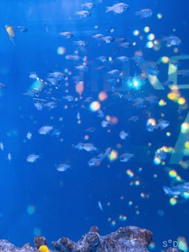 マクセル アクアパーク品川に投稿された画像（2021/11/23）