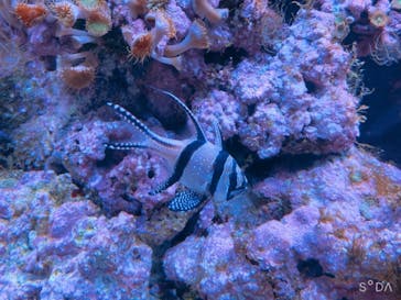 マクセル アクアパーク品川に投稿された画像（2021/11/23）