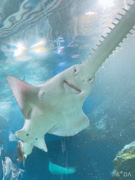 マクセル アクアパーク品川に投稿された画像（2021/11/23）