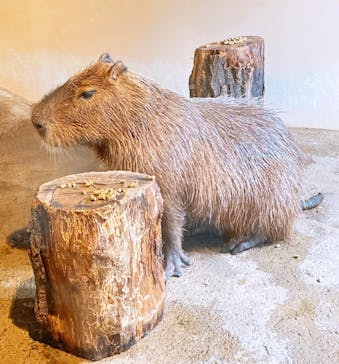 マクセル アクアパーク品川に投稿された画像（2021/11/23）