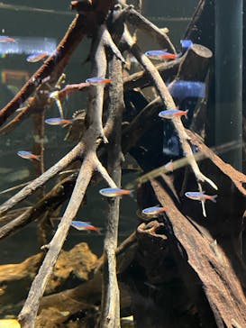 カワスイ 川崎⽔族館に投稿された画像（2021/11/23）