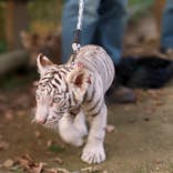 しろとり動物園に投稿された画像（2021/11/24）