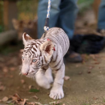 しろとり動物園に投稿された画像（2021/11/24）