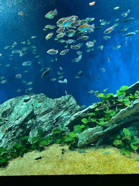 サンシャイン水族館に投稿された画像（2021/11/24）