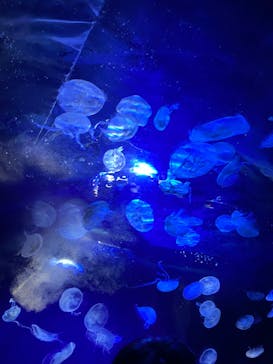 サンシャイン水族館に投稿された画像（2021/11/24）