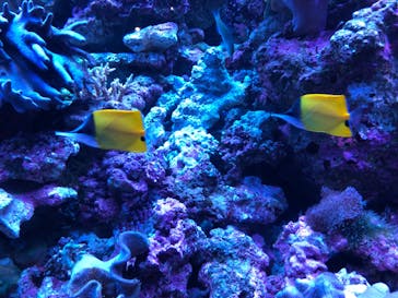 マクセル アクアパーク品川に投稿された画像（2021/11/24）