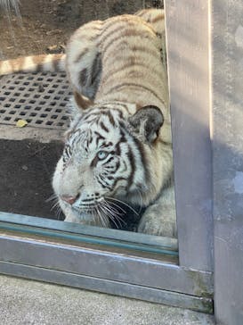 伊豆アニマルキングダムに投稿された画像（2021/11/24）