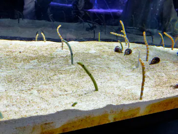 すみだ水族館に投稿された画像（2021/11/24）