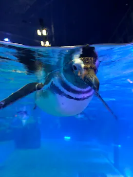 すみだ水族館に投稿された画像（2021/11/24）