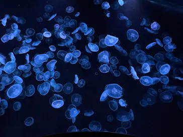 すみだ水族館に投稿された画像（2021/11/24）