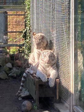 伊豆アニマルキングダムに投稿された画像（2021/11/24）