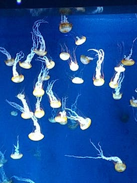 新江ノ島水族館に投稿された画像（2021/11/24）