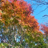 伊豆パノラマパークに投稿された画像（2021/11/24）