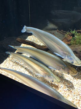 カワスイ 川崎⽔族館に投稿された画像（2021/11/24）