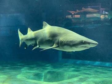 アクアワールド茨城県大洗水族館に投稿された画像（2021/11/24）