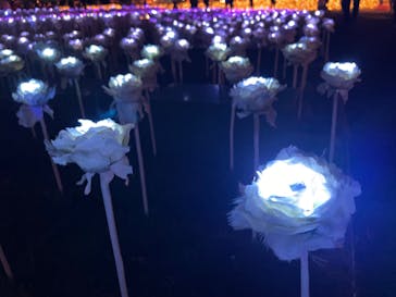 東京メガイルミに投稿された画像（2021/11/24）