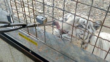 群馬サファリパークに投稿された画像（2021/11/24）