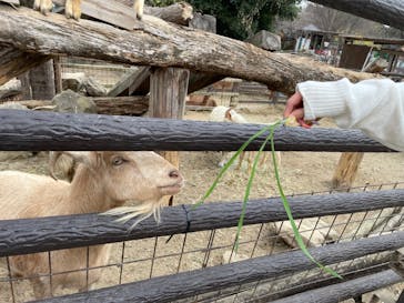 群馬サファリパークに投稿された画像（2021/11/24）