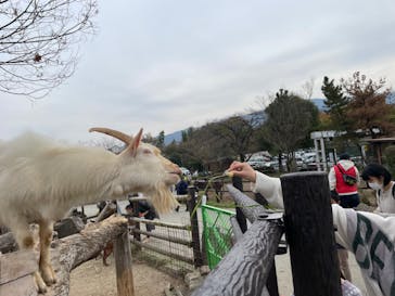 群馬サファリパークに投稿された画像（2021/11/24）