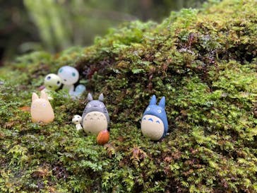 屋久島ガイド21EC-Kに投稿された画像（2021/11/24）