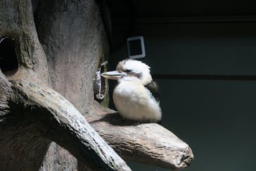 カワスイ 川崎⽔族館に投稿された画像（2021/11/24）