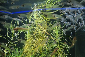 カワスイ 川崎⽔族館に投稿された画像（2021/11/24）