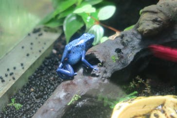 カワスイ 川崎⽔族館に投稿された画像（2021/11/24）