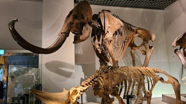 国立科学博物館に投稿された画像（2021/11/24）