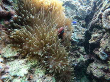 武藤潜水に投稿された画像（2021/11/25）