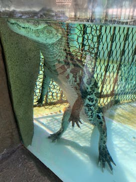 熱川バナナワニ園に投稿された画像（2021/11/25）