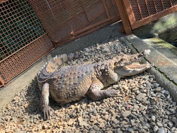 熱川バナナワニ園に投稿された画像（2021/11/25）