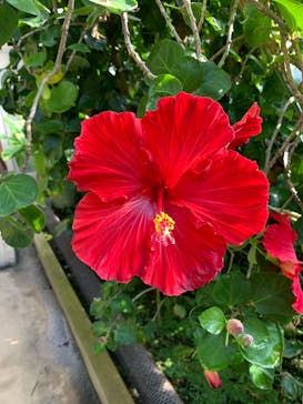 熱川バナナワニ園に投稿された画像（2021/11/25）