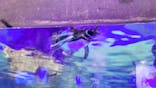 すみだ水族館に投稿された画像（2021/11/25）