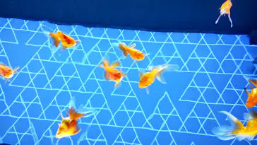 すみだ水族館に投稿された画像（2021/11/25）